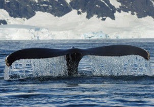 Antarctica to Africa