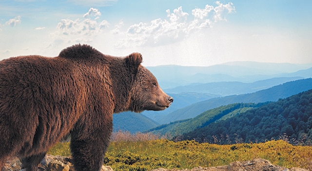 Alaska_Land