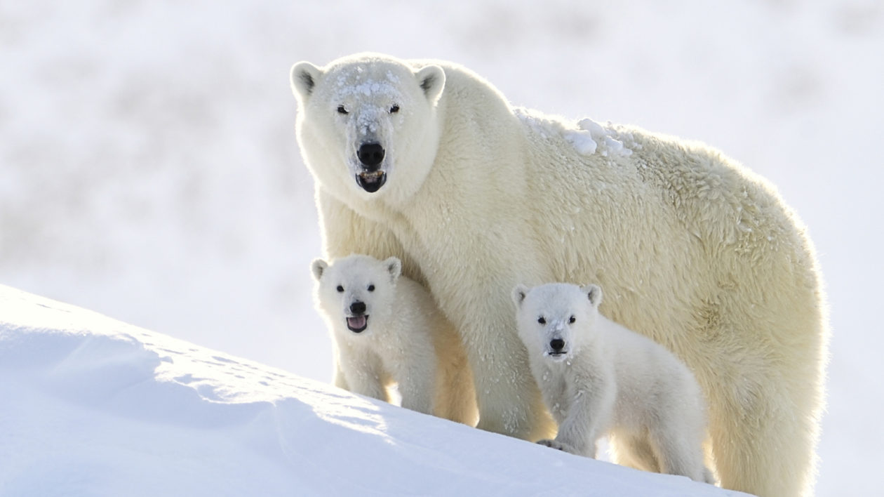 A polar bear family near Baffin Island in the Canadian arctic. Photo credit: John Rollins